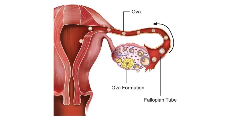 Fallopian-Tubes is also known as