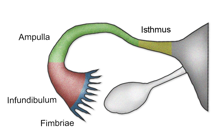 Fallopian tube parts
