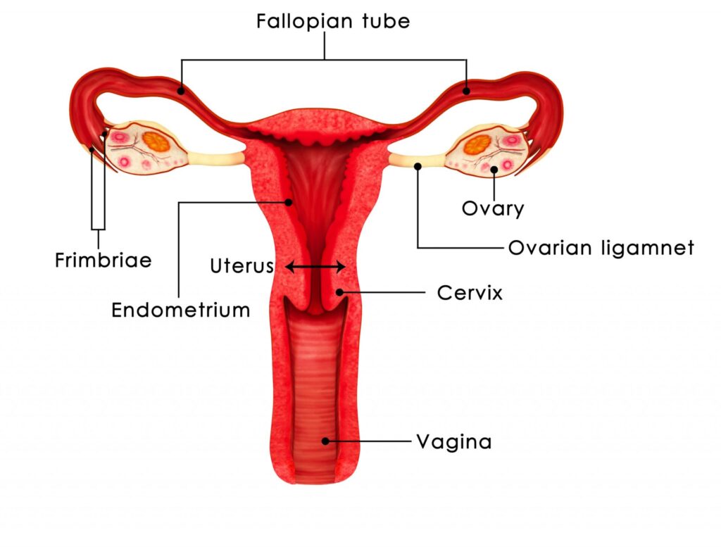 fallopian tube is also known as